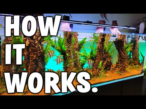 What It Takes To Have A HUGE Planted Aquarium! (How It All Works)