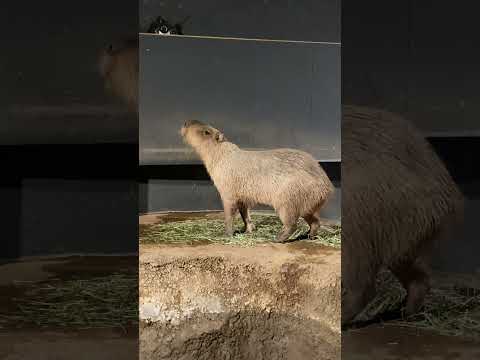 食べてるところを見せてください(マクセルアクアパーク品川) #capybara #shorts