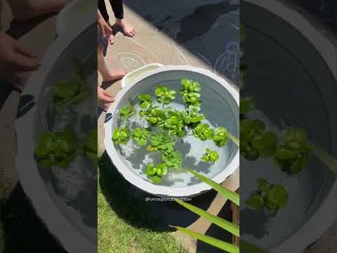 DIY Patio Pond!💦🌿 #diy #diyprojects #patio #diycrafts #easydiy #pond #deck #backyard #decor #home