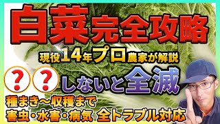 【白菜の育て方】種まき～苗植え～収穫まで、絶対失敗したくない必見！！よく育つ方法を初心者でも分かりやすくお伝えします！