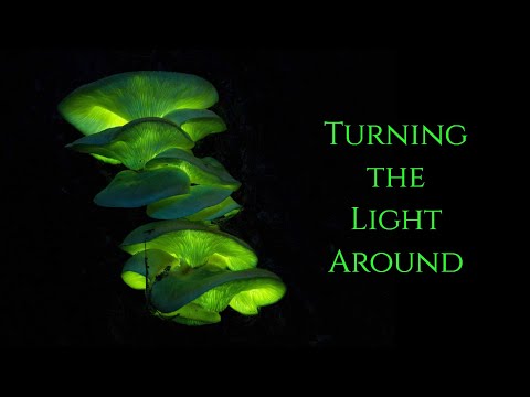 Turning the Light Around  ~ The Secret of the Golden Flower ~ Inner Alchemy