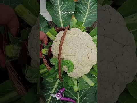 cauliflower harvesting