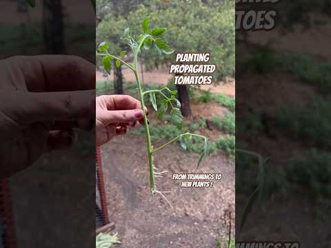 Today on the Homestead: Planting Rooted Tomato Cuttings | Propagating | Easy Gardening Tips #shorts