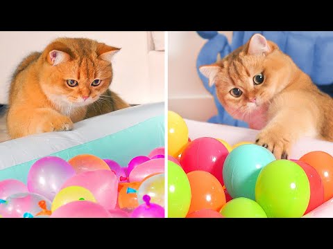 What Toys Do Cats Love? #11