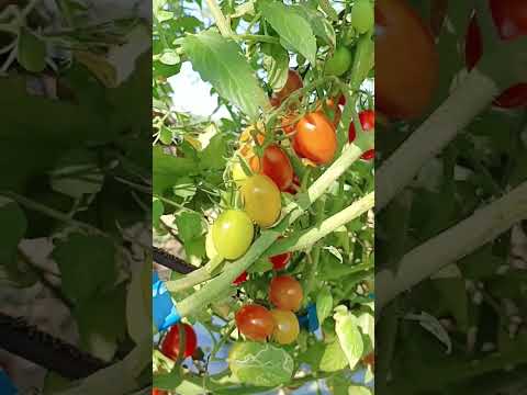 #cherrytomatoes #tomato #shortsviral #ytshorts #shortvideo #shortsvideo #shortsvideo  #asmr