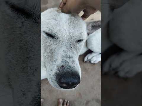 cute Street dog #doglover