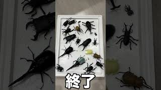 【本物はどれ？】当てられるかな！？　　　　　　　　　#shorts #カブトムシ #ヘラクレスオオカブト #クワガタ