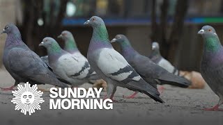 The secret life of pigeons