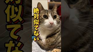 似てないよね？#cats #short#球太#推し猫グランプリ