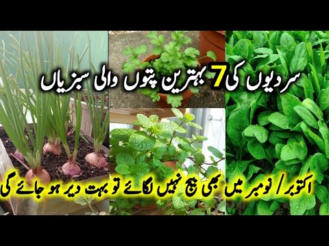 Winter Vegetables to Grow In November/7 leafy Vegetables to grow in pots/Nov me kon si sabzi ugaye