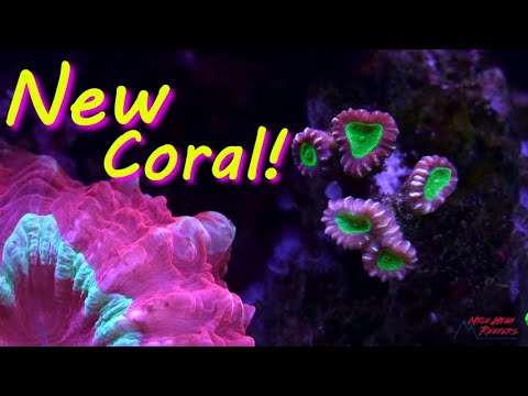 I Traded Coral with Reef Builders and Tank Update