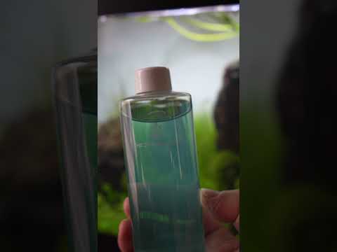 HOW TO GET RID OF BBA ALGAE FAST!