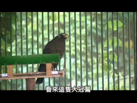 2013感恩故事集 第十八集 野生動物急救站