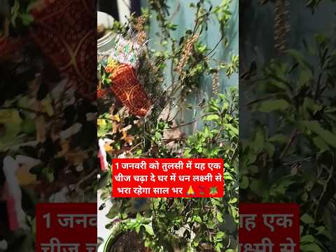 1 जनवरी को तुलसी में यह एक चीज जरूर चढ़ादे#tulsi #plants #maalaxmi #maadurga #astrology #hindudeity