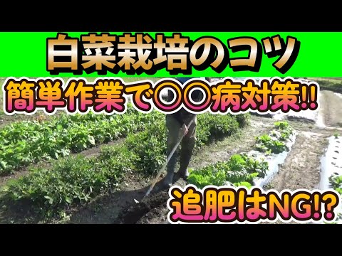 【家庭菜園】白菜を収穫する最終段階!!病気と害虫に負けない為の重要作業!!【農業初心者】【農業】【園芸】