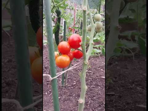 Sharing the growth process of my tomatoes.分享我的番茄的生长过程。