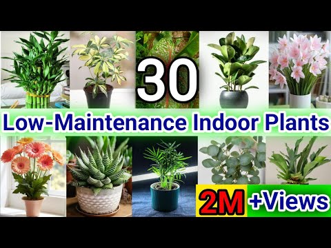 30 Low-Maintenance Indoor Plants | Indoor Plants Need Minimal Care | Best Indoor Plants for Home