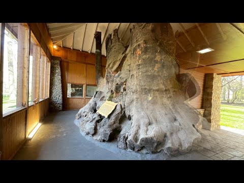 Indiana's Strange Tree Shrines