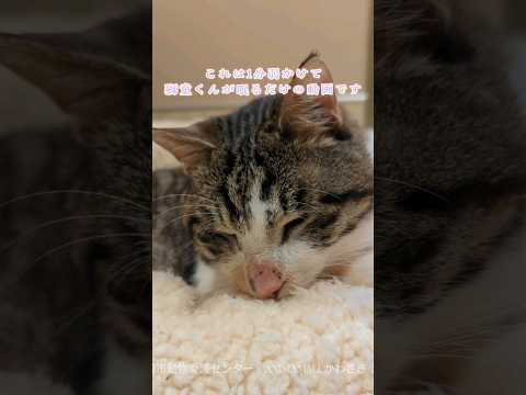 【センターの日常風景】獅童の場合　#cat #shelter #shorts #癒し#猫 #川崎市動物愛護センター