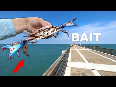 Fishing a LIVE Crab off the PIER (Fishing Experiment)