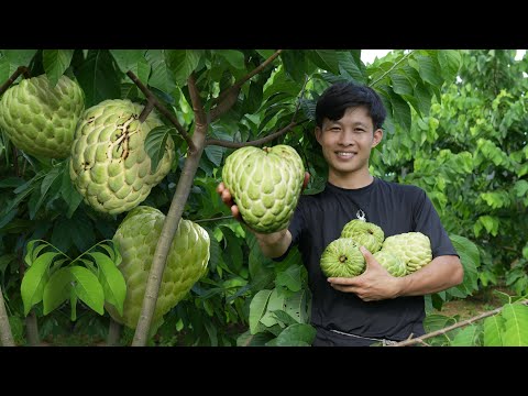 Part 2: Harvest large custard apple fruits to market sell, Fishing-cooking. 2 year living in forest