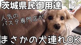 【犬連れランチ】控えめに言って過去最高！愛犬家に優し過ぎるお店！ #グルービー #パスタ専門店 #茨城県 #つくば市 #犬とランチ #犬とお出かけ