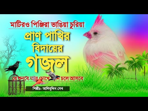 মাটিরও পিঞ্জিরা ভাঙ্গিয়া চুরিয়া//প্রাণ পাখির বিদায়ের গজল যে শুনবে তার চোখে পানি চলে আসবে//Alibuddin