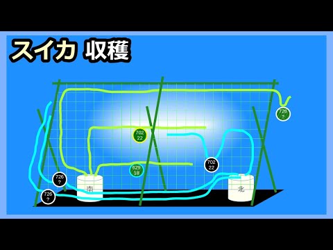 【スイカの空中栽培 収穫 2023】大玉・小玉の混合栽培