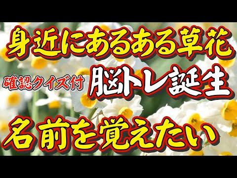 【身近にあるある草花で脳トレ2】－身近な草花の名前が覚えたい人へ－超新感覚の脳トレが誕生しました。脳トレをしながら花の名前が覚えられる画期的な脳トレです。最後に名前当てクイズも付いてます。