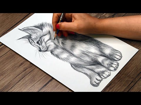 Drawing of Cute Cat with Pencil | How to Draw a Cat in side View