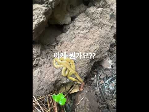 이게 뭔가요?? 아시는분 댓글 달아주세요