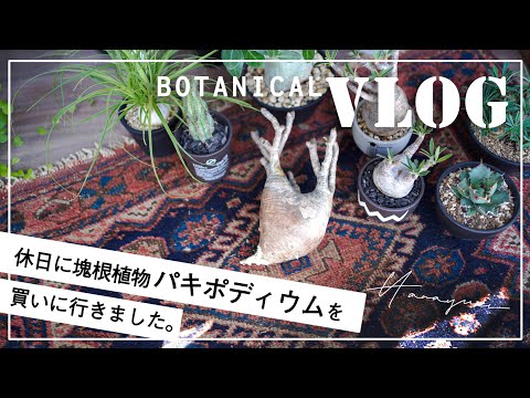 【Vlog #8】休日に塊根植物パキポディウムを買いに行く。ドーナツでおうちカフェ／グラキリス／コーデックス／発根管理