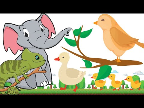 Animals Reproduce in the World - Bird Chicken Elephant Chameleon - Animals Sounds