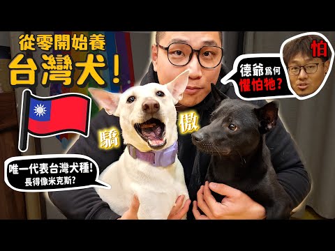 【從零開始養】台灣犬!唯一代表台灣的犬種!德爺居然會畏懼他!?長得像米克斯怎麼分辨?忠心護主救阿嬤的故事【許伯簡芝】