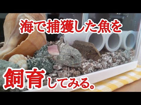 【海水魚飼育】捕獲したカジカ・ギンポ・カニを水槽で飼育！可愛すぎる😚