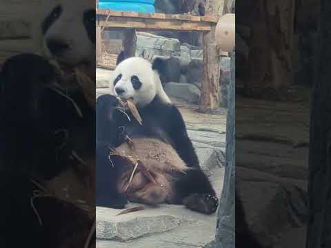 Panda Wulin Enjoys Bamboo Shoots #woderful #nature #shorts