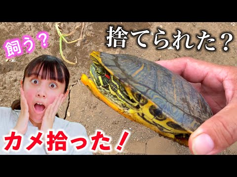 カメを拾っちゃった！捨てられたカメちゃん？飼う？飼わない？【ペット】