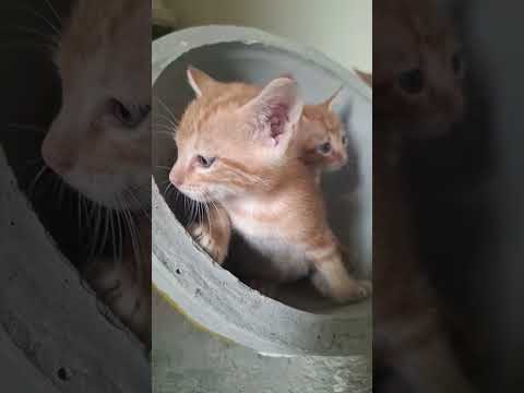 Kittens inside the cement flower pot #shorts