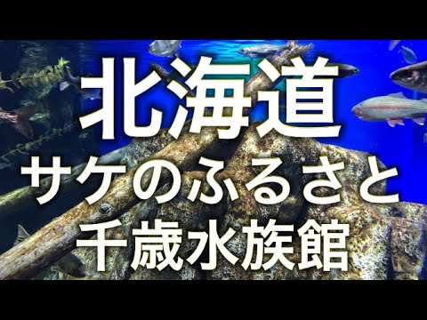 【道の駅】サケのふるさと千歳水族館に行ってみた！淡水魚が多い人気の水族館【北海道観光】