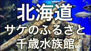 【道の駅】サケのふるさと千歳水族館に行ってみた！淡水魚が多い人気の水族館【北海道観光】