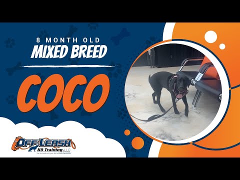 Mixes Breed, 8 Months Old, Coco | Best Dog Trainers Northern VA,  | Off Leash K9