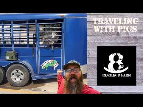 On The Road With Pigs | Idaho Pasture Pigs