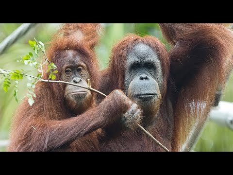 Live Ape Cam - San Diego Zoo