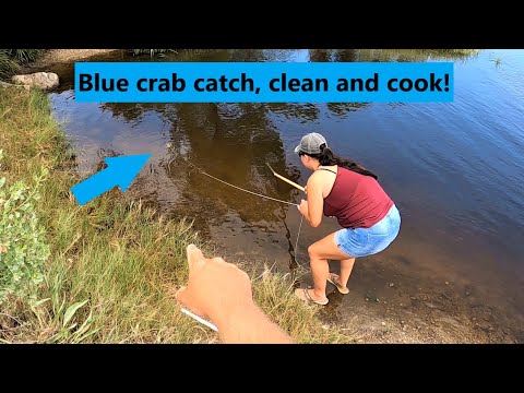 Catching blue crabs by hand line! Catch, clean and cook!