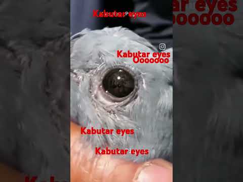 Pigeon eyes top Quality