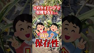 家庭菜園や農園のニンニク栽培で葉が枯れすぎはNG！ベストな収穫タイミングとニンニクの育て方！#shorts 【農家直伝】Garlic harvest timing tips.