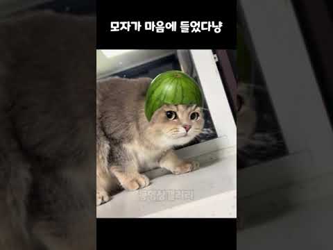 모자가 마음에 들었다냥