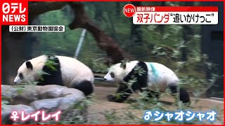 【最新映像】双子パンダが“追いかけっこ”  上野動物園