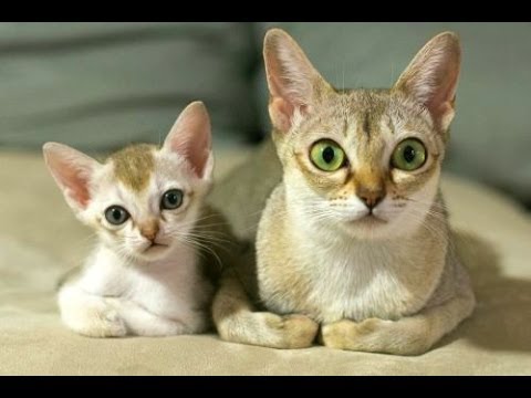 Animal Planet  :  Cats 101 ~ Singapura