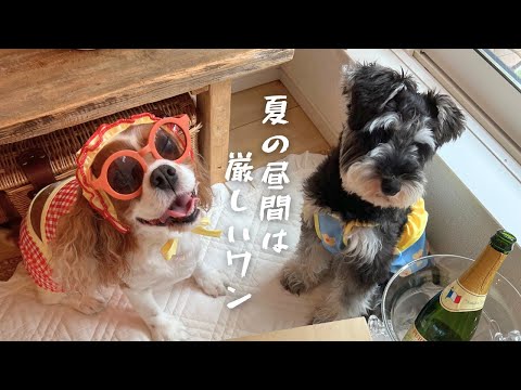 🐶👩🏻‍🦰飼い主に水着を着させられた愛犬２匹が可愛すぎてたまらない【キャバリアとミニシュナ】姉妹の１日。